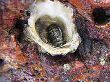 Plaxiphora tricolor.jpg 