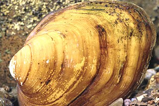 <i>Plethobasus cyphyus</i> Species of bivalve