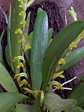 Miniatura para Pleurothallis