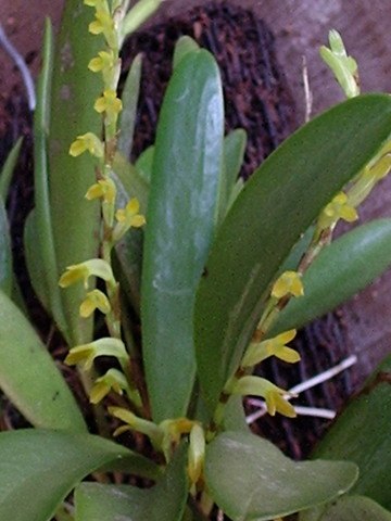 Pleurothallis tubata