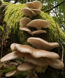 Koivuvinokas (Pleurotus pulmonarius).