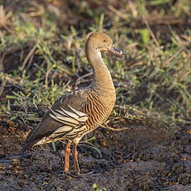 Plumed whistling duck Dendrocygna eytoni Australia