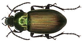 Poecilus cupreus