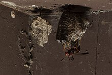 P. metricus nest in Early July. Polistes-metricus-8175-Emay-Ayche.jpg