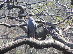 A gray-feathered hawk with red face and a striped underside stands perched on a branch, looking to its right.
