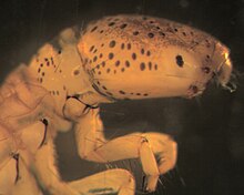 Polycentropus Speckled Head.jpg