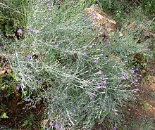 Polydora poskeana ، habitus ، Groenkloof NR.jpg