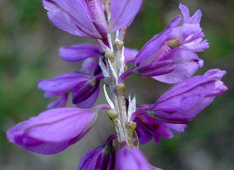 File:Polygala vulgaris2 W.jpg