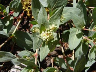 <i>Koenigia davisiae</i> species of plant