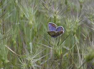 Polyommatus icarus (Azuré commun femelle - Villetelle nord)