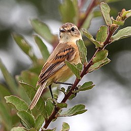 Тачурі-сірочуб темногорлий (Polystictus pectoralis)