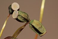 Sporophytes de Polytrichum formosum.