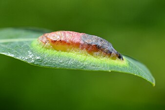 Pontania virilis on Salix purpurea