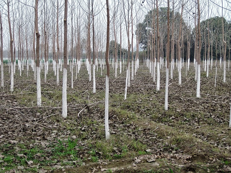 File:Poplars - panoramio (2).jpg