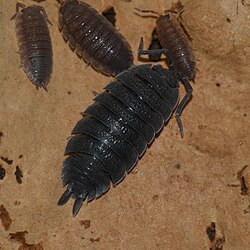 Porcellio scaber lusitanus.jpg