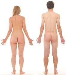 Posterior view of human female and male to show the comparison of their buttocks Posterior view of human female and male, without labels.jpg