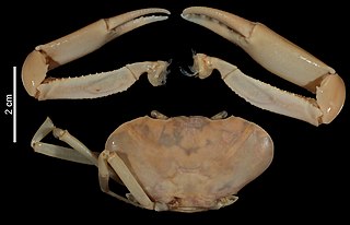 <i>Potamocarcinus</i> Genus of crabs