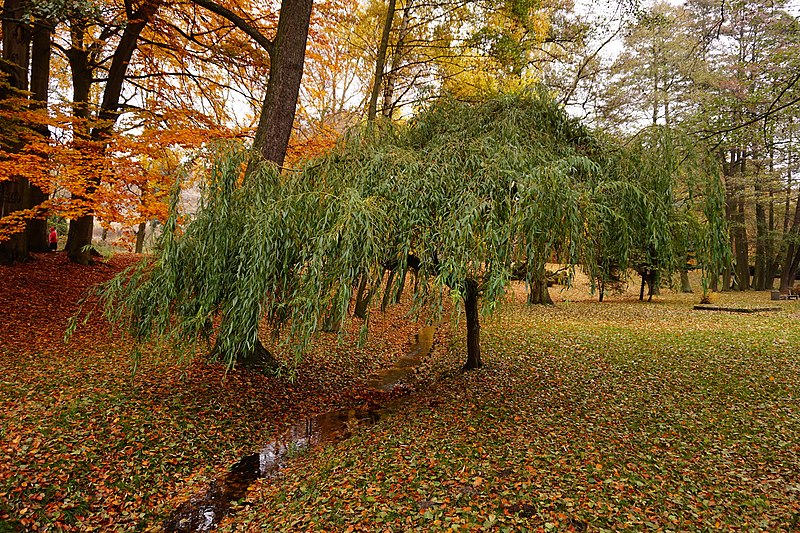 File:Potok Oruński, Park Oruński (2) - panoramio.jpg