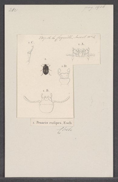 File:Praocis - Print - Iconographia Zoologica - Special Collections University of Amsterdam - UBAINV0274 027 26 0002.tif