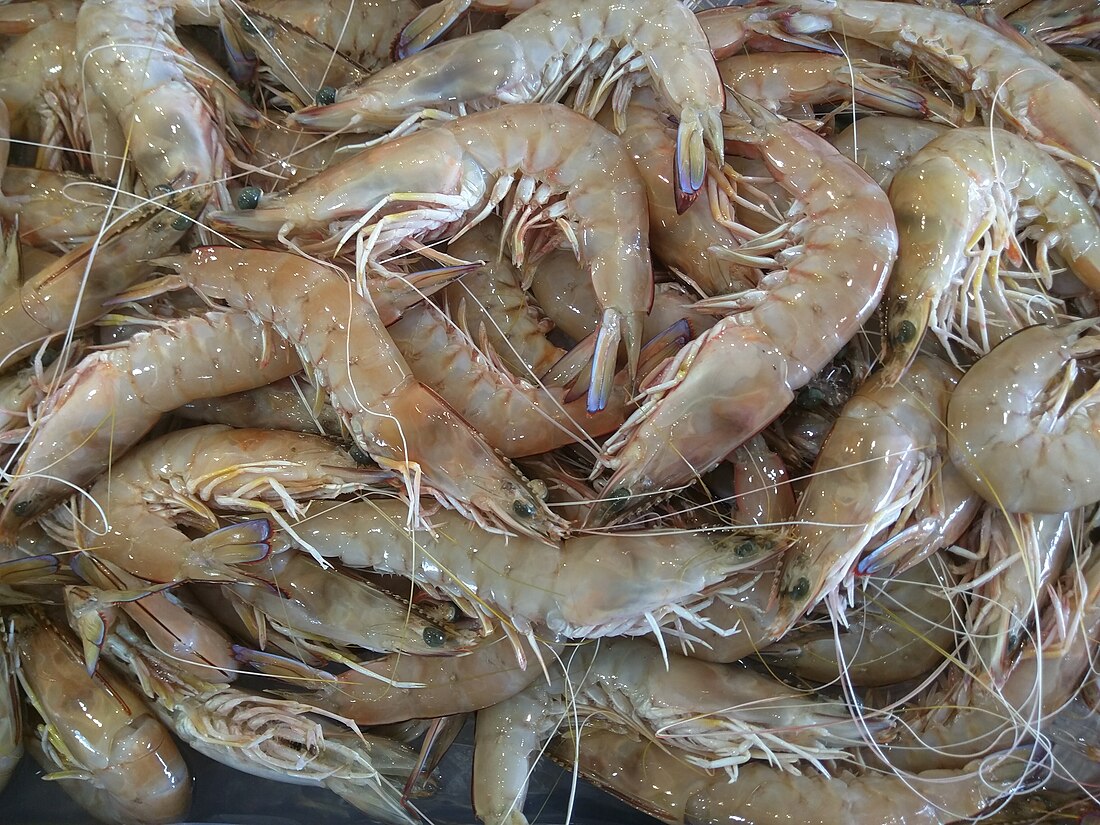 Gamba (crustáceo)