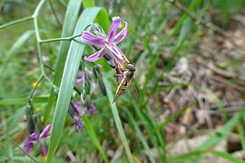 Salata iepurelui (Prenanthes purpurea)