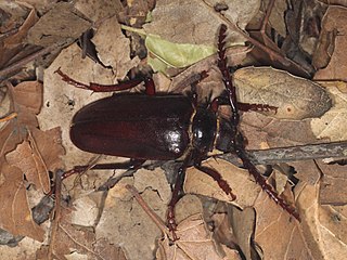 <i>Prionus</i> Genus of beetles