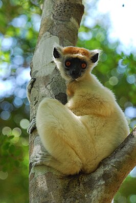 Goudkroonsifaka