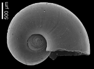 <i>Protatlanta rotundata</i> Extinct species of gastropod
