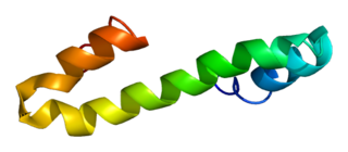 Reticulon 4 Protein-coding gene in humans