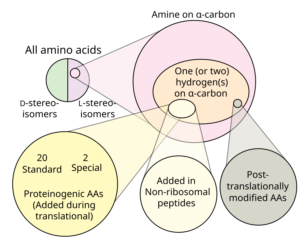 Amino acids