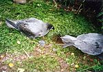 Foto van twee grijze vogels op de grond