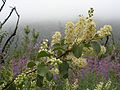 Flowers, Middle Fork of Lytle Creek, San Bernadino National Forest, California