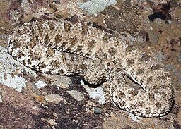 Spider-tailed horned viper - Wikipedia