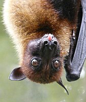 Headshot of Pteropus vampyrus