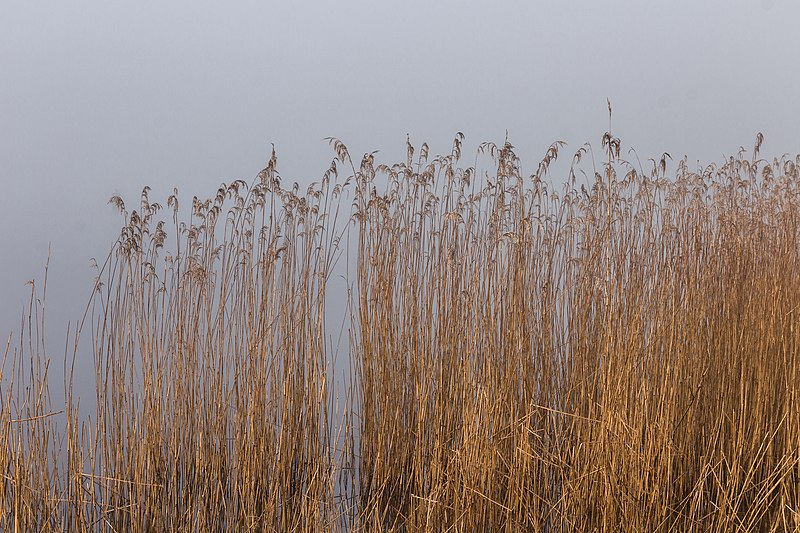 File:Put van Nederhorst in de mist. 28-02-2021. (d.j.b) 14.jpg