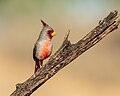 Thumbnail for File:Pyrrhuloxia (Male) (43327072811).jpg