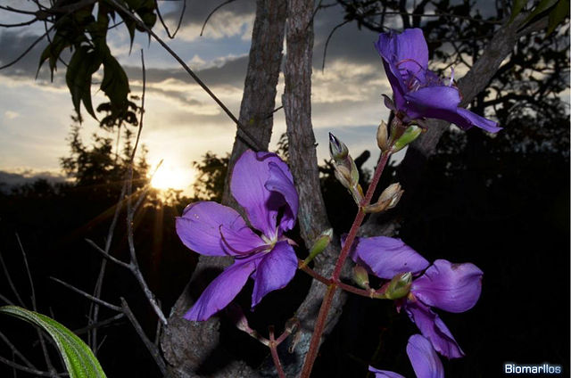 Tibouchina – Wikipédia, a enciclopédia livre