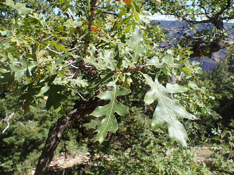 File:Quercus gambelii kz09.jpg