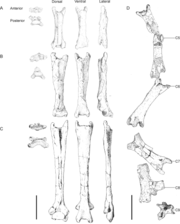 Una comparació de les vèrtebres cervicals de Quetzalcoatlus (a l'esquerra) amb l'holotip Phosphatodraco (a la dreta)