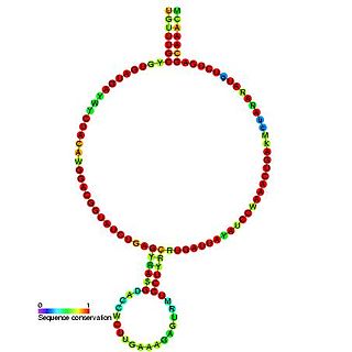 Small nucleolar RNA Z118/Z121/Z120