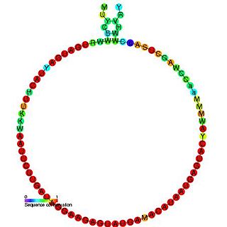 <span class="mw-page-title-main">Small nucleolar RNA Me28S-U3344</span>