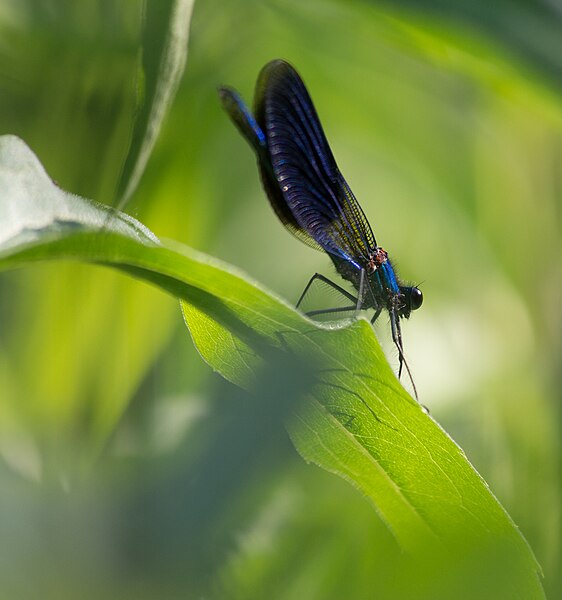 File:RNN du Haut-Rhône, Sentier des lônes, Calopteryx 2.jpg