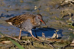 Пастушок водяний (Rallus aquaticus)