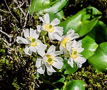 Ranunculus lyallii در پارک ملی Fiordland.jpg