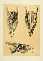 Thumbnail for File:Recherches pour servir à l'histoire naturelle des mammifères (Pl. 64) (7093197261).jpg