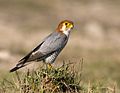 Күйкө шумкар (Falco chiquera)