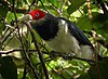 Red-faced Malkoha x.jpg