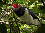 Thumbnail for Red-faced malkoha