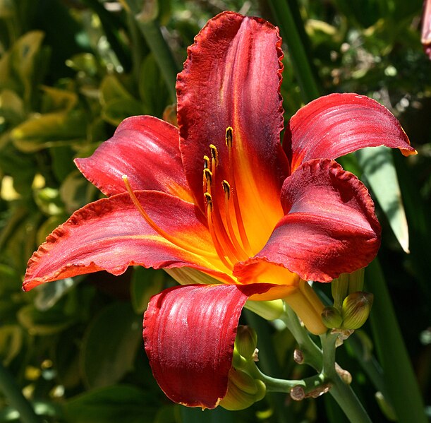 File:RedDaylily cropped.jpg