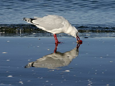 Red-billed